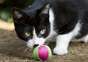 映画「ねこあつめの家」