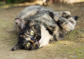 映画「ねこあつめの家」