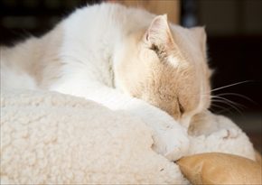 映画「ねこあつめの家」