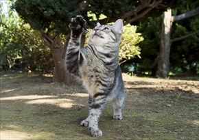 映画「ねこあつめの家」