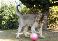 映画「ねこあつめの家」