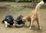 映画「ねこあつめの家」