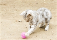 映画「ねこあつめの家」