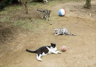 映画「ねこあつめの家」