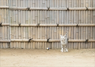 映画「ねこあつめの家」