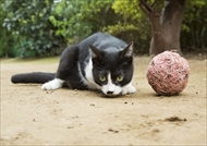 映画「ねこあつめの家」