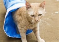 映画「ねこあつめの家」