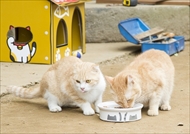 映画「ねこあつめの家」