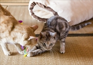 映画「ねこあつめの家」