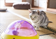 映画「ねこあつめの家」