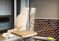 映画「ねこあつめの家」