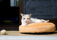 映画「ねこあつめの家」