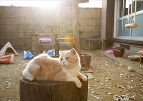 映画「ねこあつめの家」