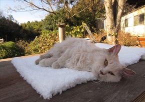 映画「ねこあつめの家」