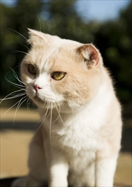 映画「ねこあつめの家」