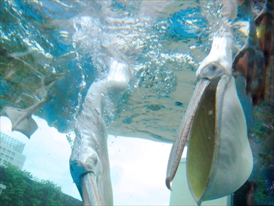 サンシャイン水族館マリンガーデン