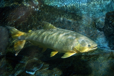 サンシャイン水族館マリンガーデン