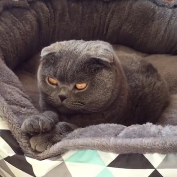 スコティッシュフォールド