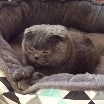 スコティッシュフォールド