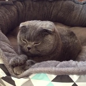 スコティッシュフォールド