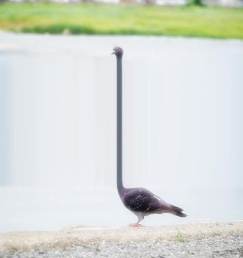 鳩 美脚 BeautyPlus