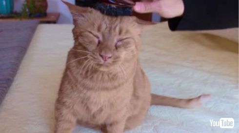 ペット 抜け毛 腕時計