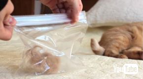 ペット 抜け毛 腕時計