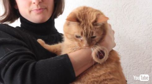 ペット 抜け毛 腕時計