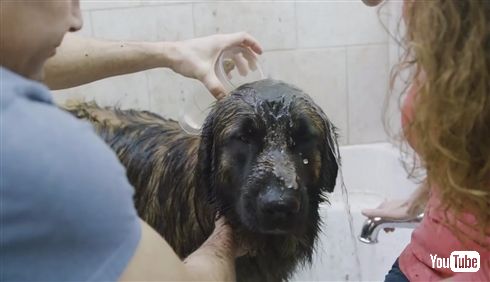 ポータブルなわんこのお風呂マシンがすごい　水分吸引機能付きシャワーでどこでもお風呂