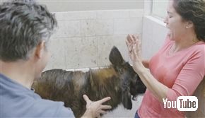 ポータブルなわんこのお風呂マシンがすごい　水分吸引機能付きシャワーでどこでもお風呂