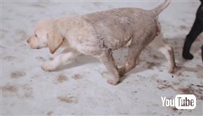 ポータブルなわんこのお風呂マシンがすごい　水分吸引機能付きシャワーでどこでもお風呂