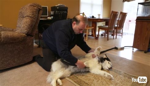 ポータブルなわんこのお風呂マシンがすごい　水分吸引機能付きシャワーでどこでもお風呂