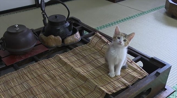 旅猫ロマン　岩手県遠野