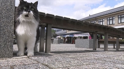 旅猫ロマン　岩手県遠野