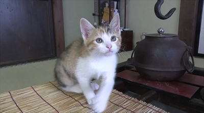 旅猫ロマン　岩手県遠野