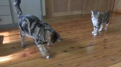 旅猫ロマン　岩手県遠野