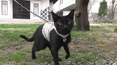 旅猫ロマン　岩手県遠野