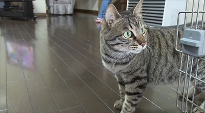 旅猫ロマン　岩手県遠野