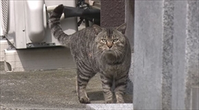 旅猫ロマン　岩手県遠野