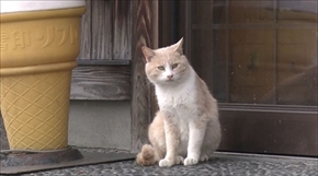 旅猫ロマン　岩手県遠野