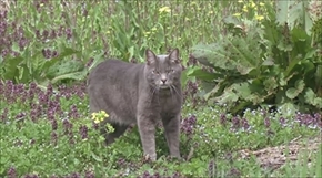 旅猫ロマン　岩手県遠野