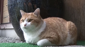 旅猫ロマン　岩手県遠野