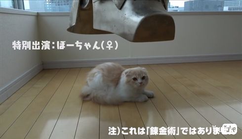 ワンニャンまとめます！　2017年エイプリルフールまとめ（動物編）