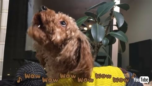 ワンニャンまとめます！　2017年エイプリルフールまとめ（動物編）