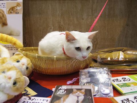 女優猫のさくらちゃん