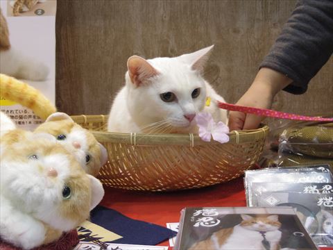 女優猫のさくらちゃん