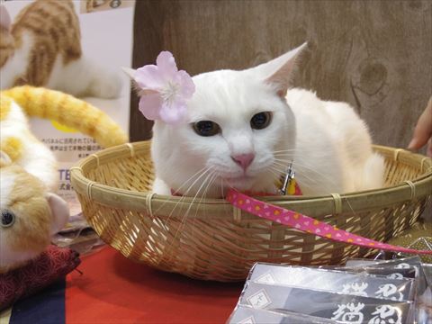 女優猫のさくらちゃん