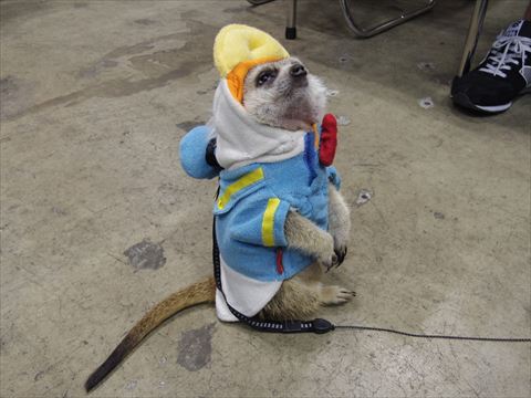 ミーアキャット