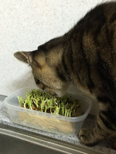 豆苗 生えてこない 猫