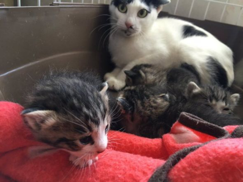 豆苗 生えてこない 猫